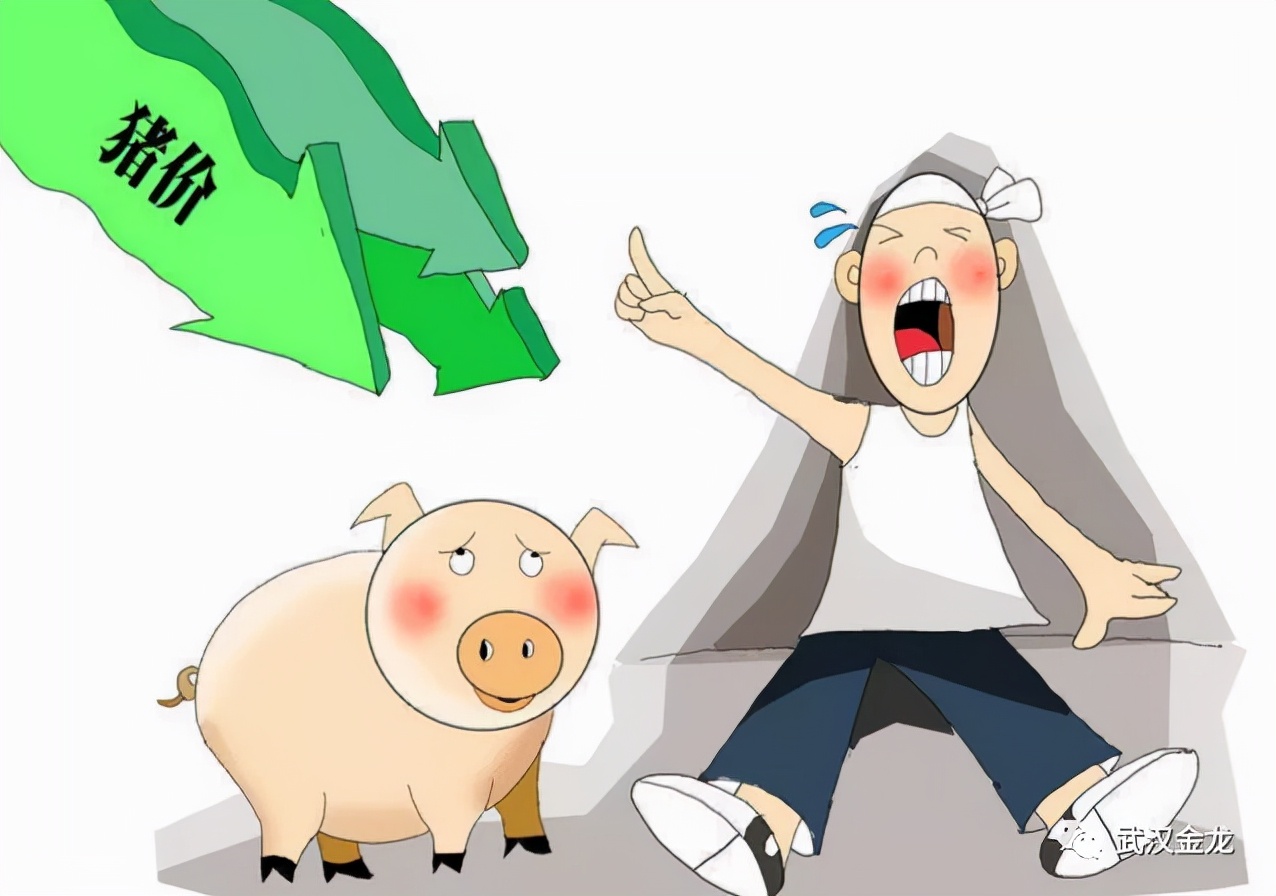 武汉金龙王军：盲目扩张、急功近利…非洲猪瘟对行业的影响与变革正在显现|猪业视点