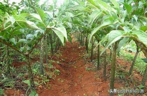 魔芋高产种植技术及条件,魔芋的种植技术和技巧有哪些