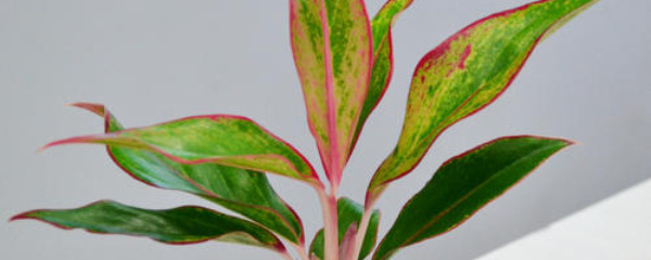 吉利红万年青有毒吗,万年青吉利红水培方法