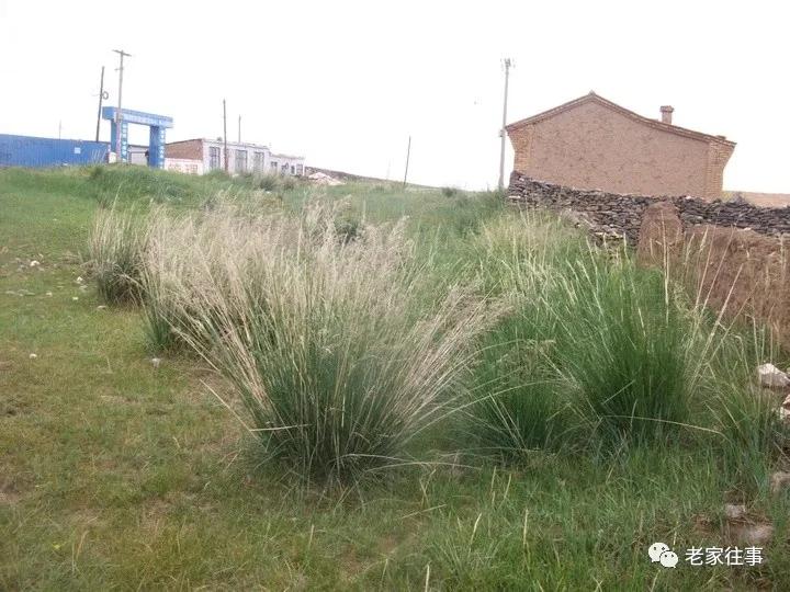 老家的印象和往事 (老家的印象介绍)