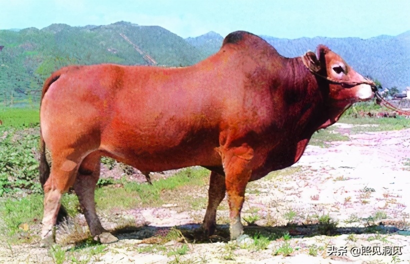 牛家牛从什么地方来的,牛年谈牛