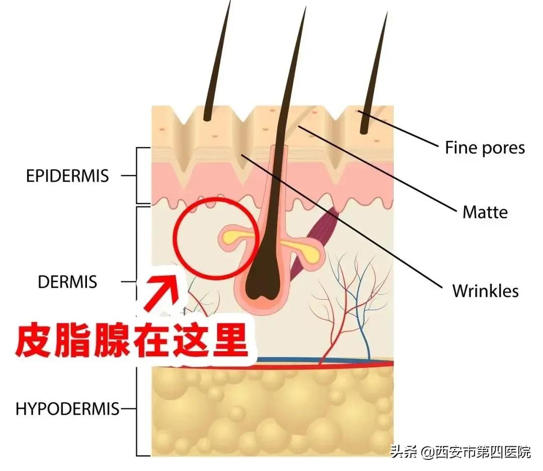 毛孔粗大家庭护肤的正确步骤,毛孔粗大正确护肤方法
