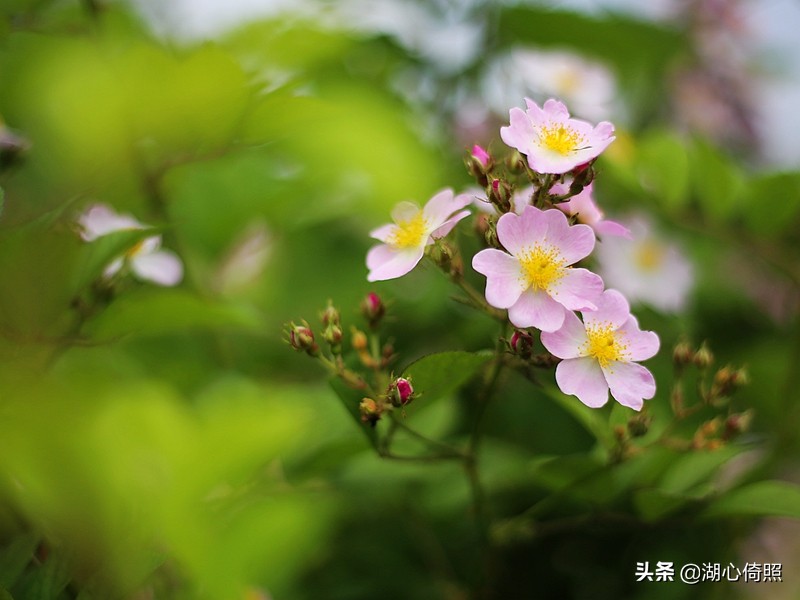光圈焦距与景深虚化效果,焦平面和景深