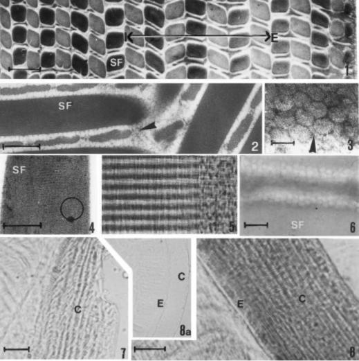 铁线虫来袭，能操纵螳螂“自杀”的寄生虫，能否控制人类？