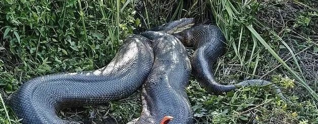 世界上最长的3米巨型蜈蚣,史前十大巨兽排行榜棘龙