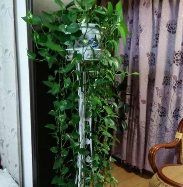 绿萝怎么造型更好看,大绿萝怎么做造型好看