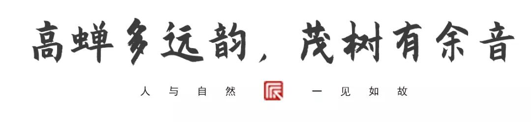 草树青翠虫鸣起，一枕清凉入梦来