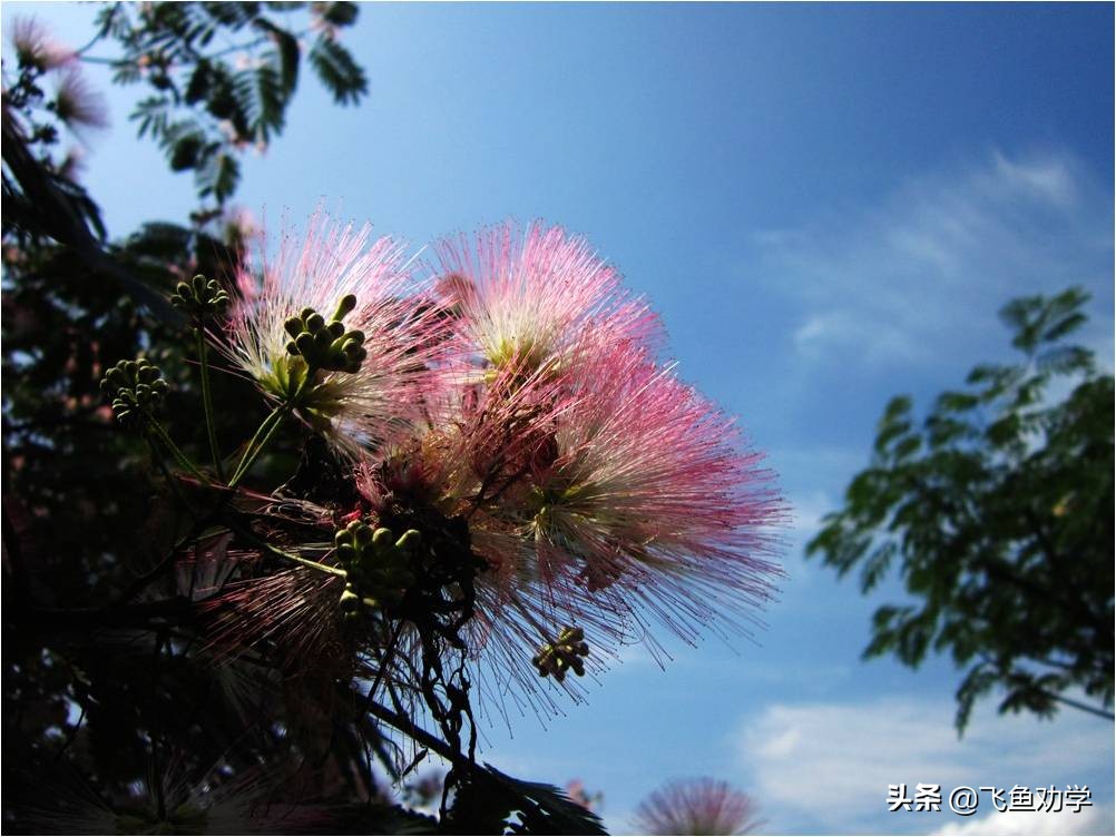 木棉树，*欢合**树，枇杷树：这3棵树写出了3个女人最精彩的一生