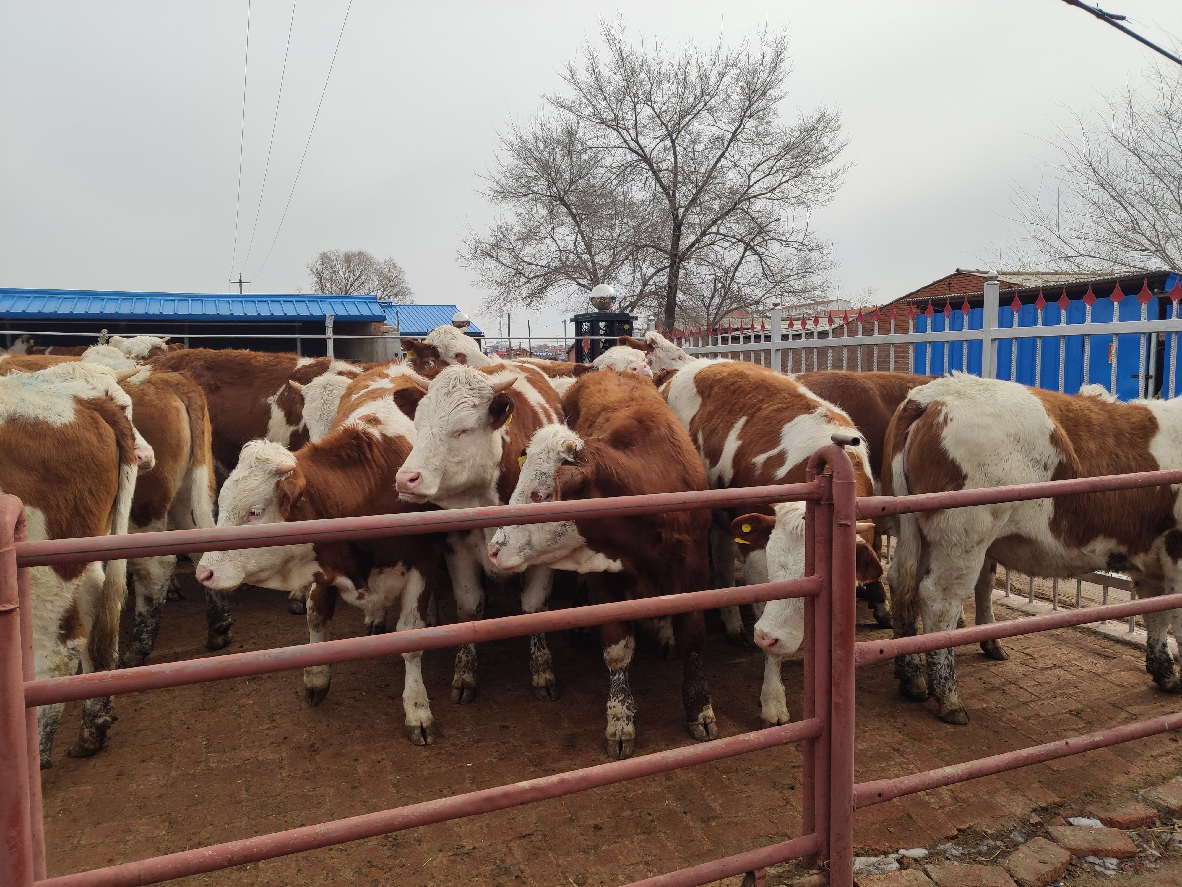 农村养牛利润大吗,农民自己家庭养牛怎么养得多