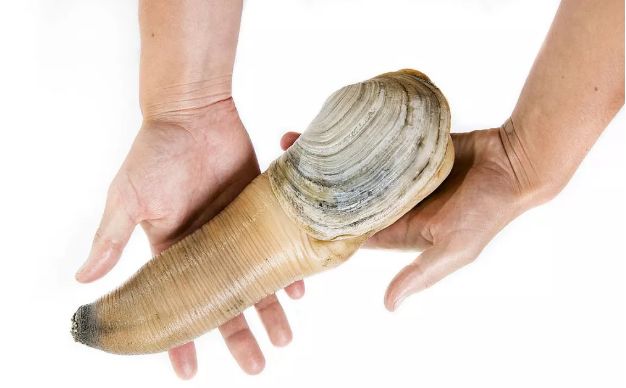 广州荔湾象拔蚌刺身,生蚝象拔蚌海鲜自助