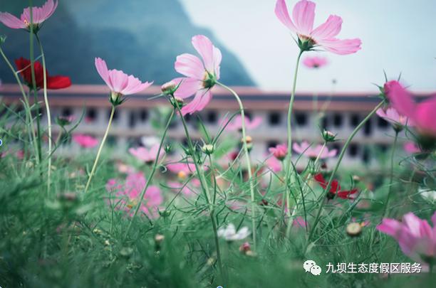 格桑花海古风视频,九坝格桑花图片