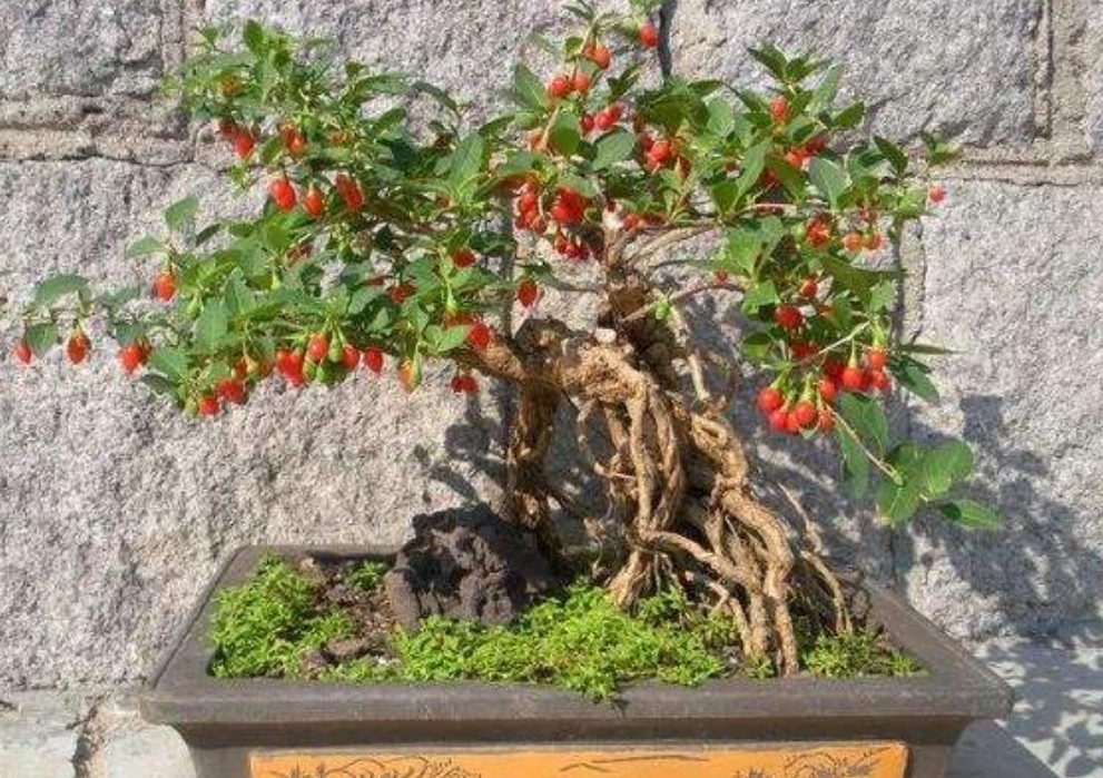 什么样的树耐寒常青可以做盆景,啥树适合做盆景的全过程