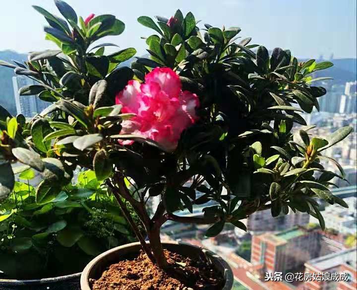 杜鹃花叶子出现斑点怎么回事,杜鹃花叶尖发黑掉叶子怎么办