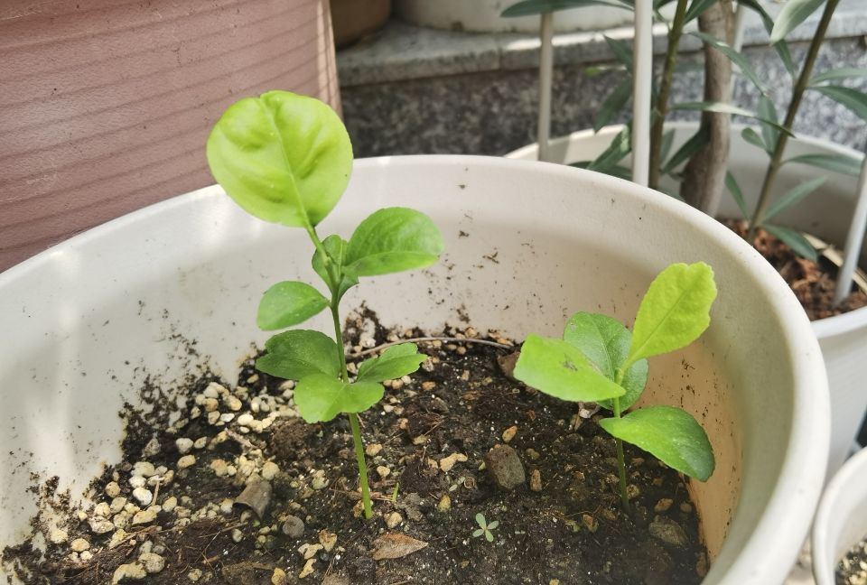 北京夏日的清晨,北京的盛夏