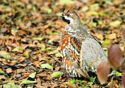 你认识吗丁啉,你认识吗