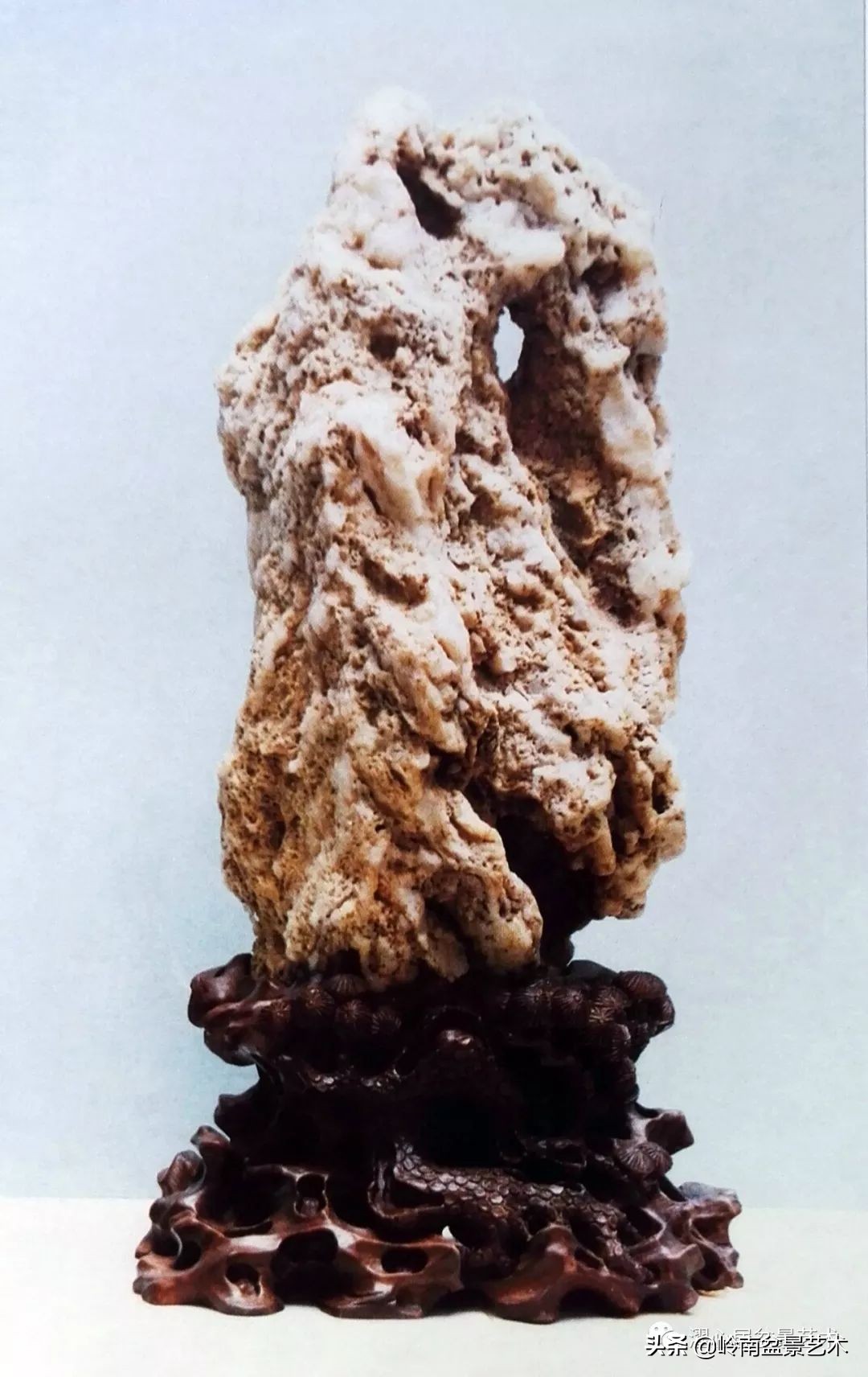 玩树藏石，不亦乐乎！