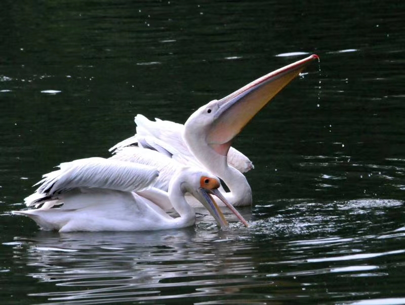 海上大量鹈鹕捕鱼,澳洲鹈鹕捕鱼图片