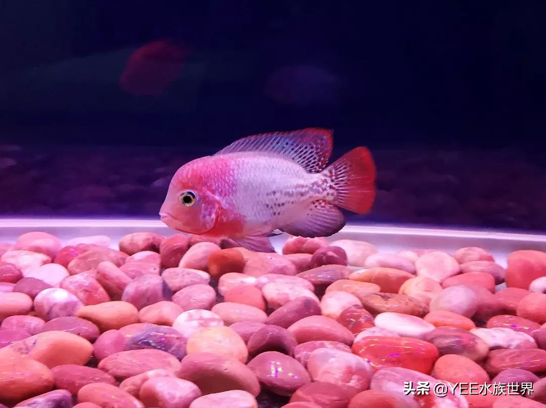 罗汉鱼怎么培养,罗汉鱼苗子好养活不