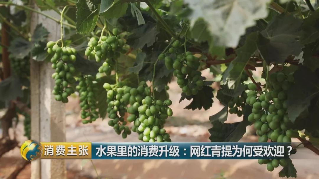 阳光玫瑰葡萄水果中爱马仕,阳光玫瑰葡萄有多贵