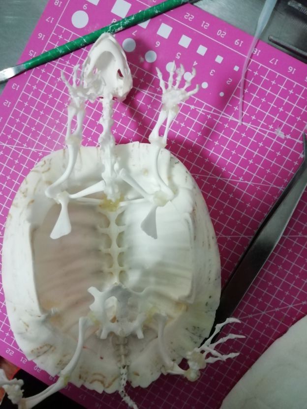 巴西龟怎么做骨骼标本,巴西龟骨骼结构