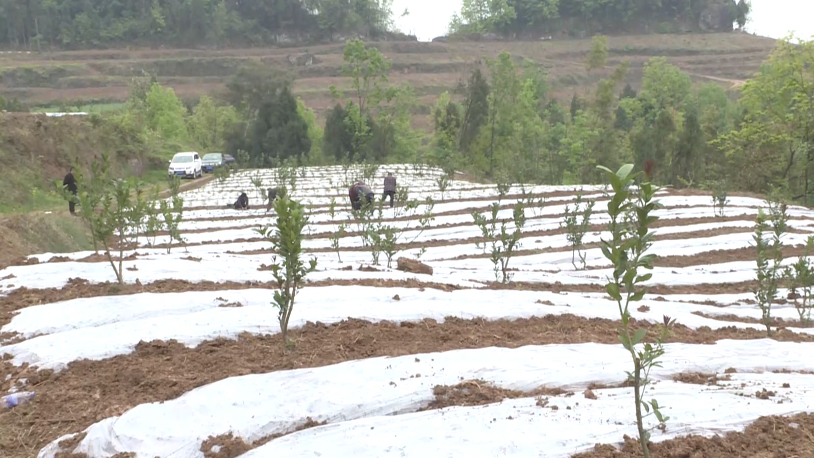 佛门：林下套种让土地生“金”