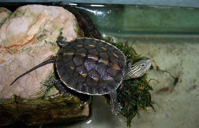 乌龟详细科普,常见乌龟的种类图画