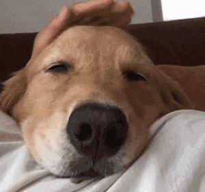 拉布拉多金毛谁的智商高,怎样区别金毛和拉布拉多