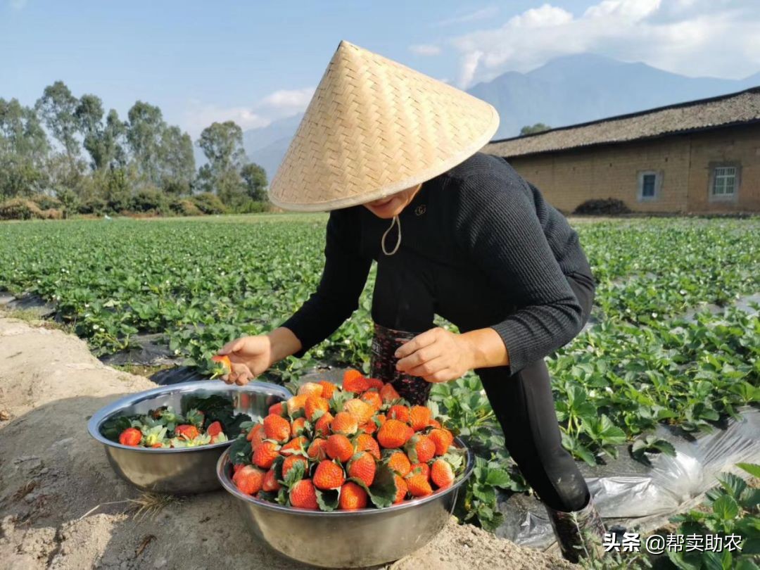 比车厘子还好的水果,比车厘子小的水果