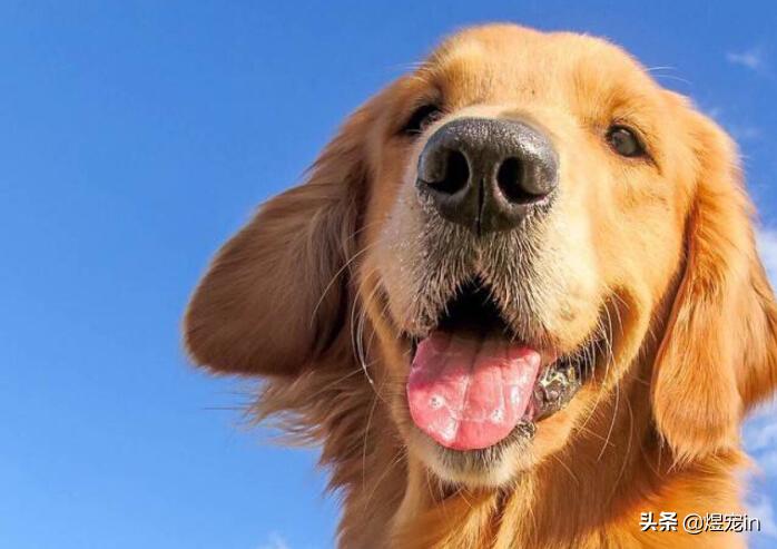 犬种智商,犬种智商排名第一名金毛