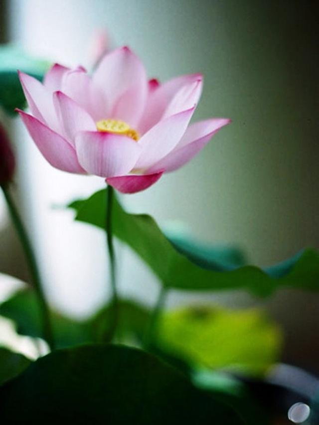 心灵鸡汤经典语录感悟人生正能量,2018感悟人生的说说心灵鸡汤语录