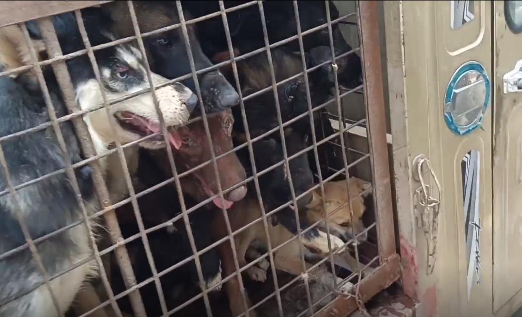 狗肉车上全是宠物狗,狗肉车上的狗狗