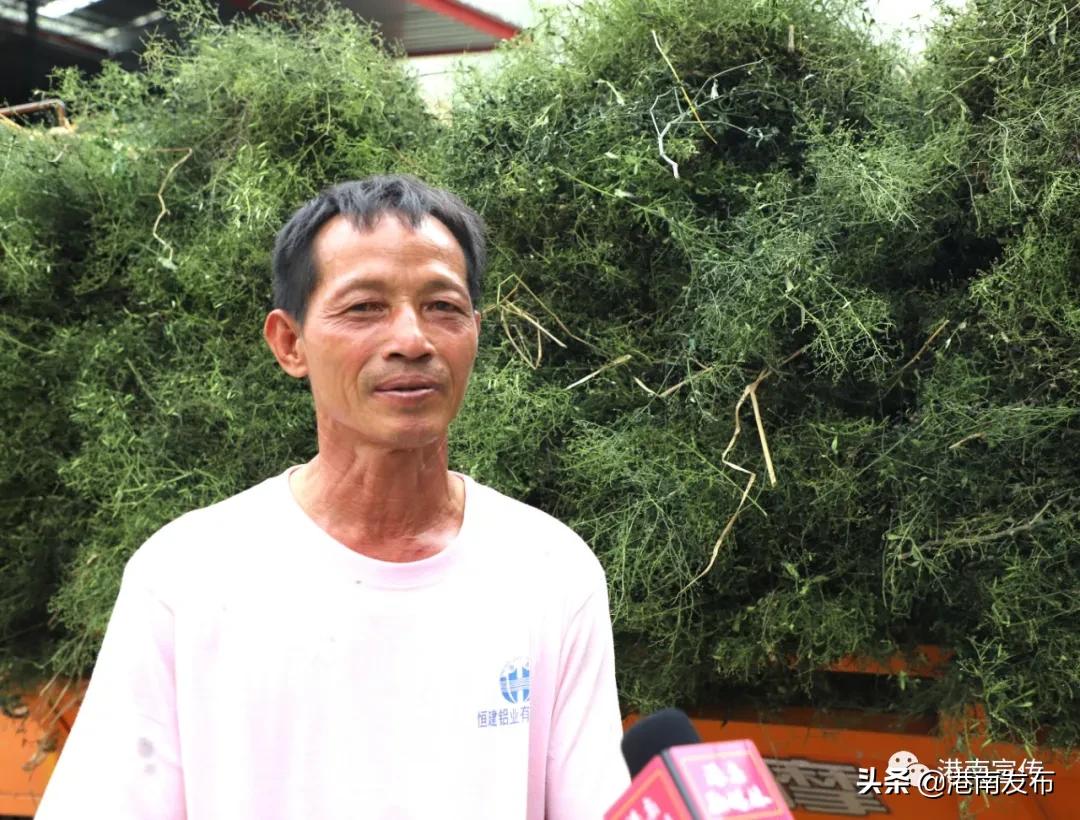 湛江镇：中药材成为群众致富金“药”匙