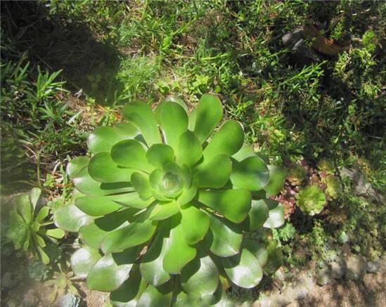 多肉法师韶羞现在能摘心吗,韶羞法师和荷兰玫瑰法师的区别