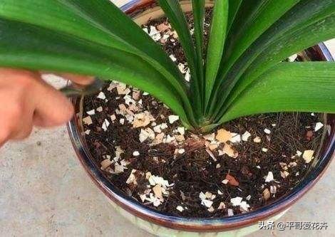 土壤肥力不足用什么肥,土壤肥力不够加什么料