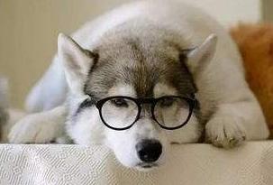 哈士奇掉毛严重吃什么维生素,哈士奇尾尖掉毛