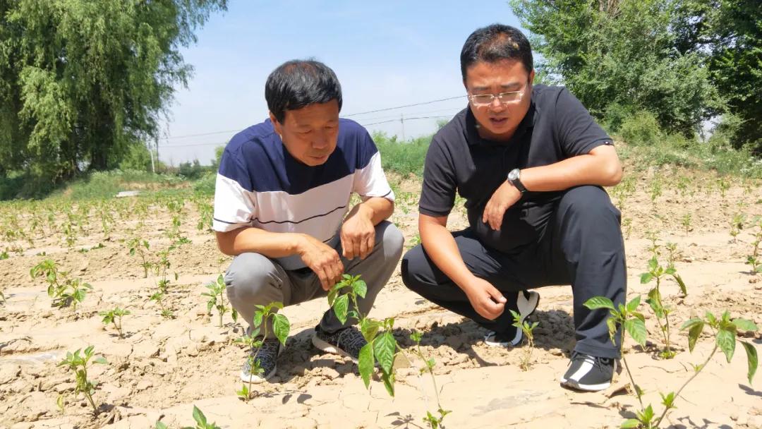 真好！一年挣一百多万元。阳原这个地方的人钱袋子鼓起来了