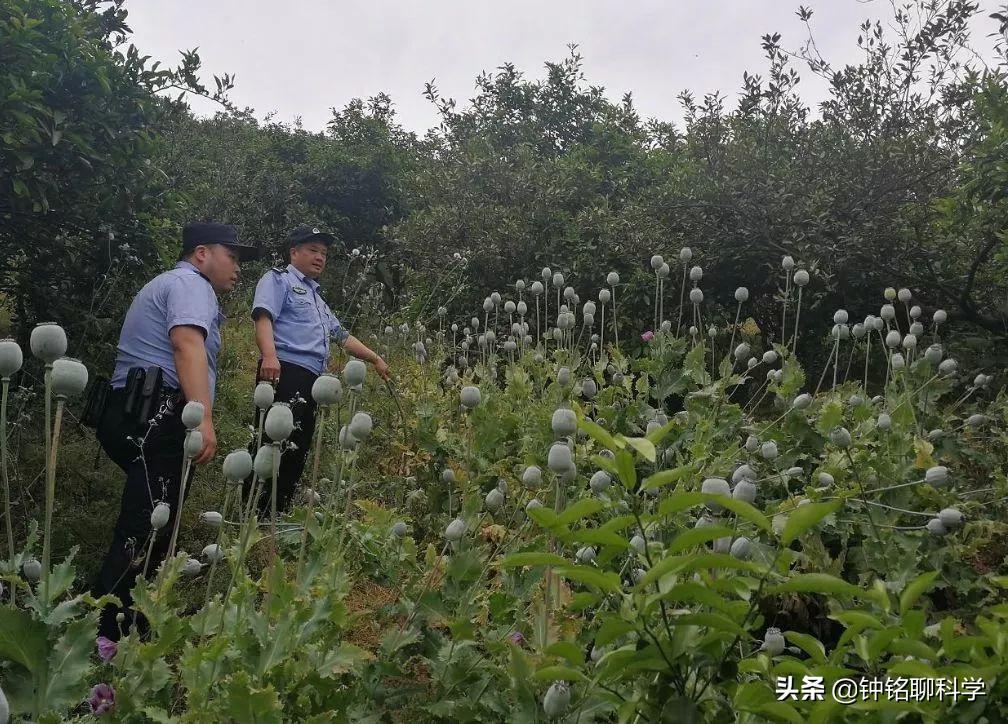 误食罂粟膏之后有什么危害,误食罂粟籽的危害