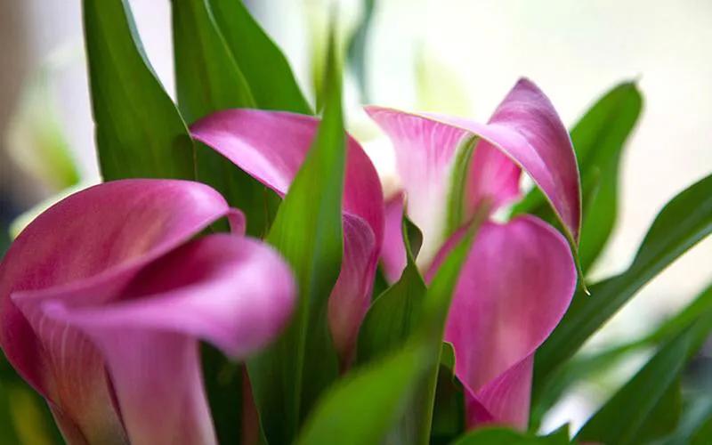 马蹄莲品种及图片欣赏大全,马蹄莲有几种品种图片