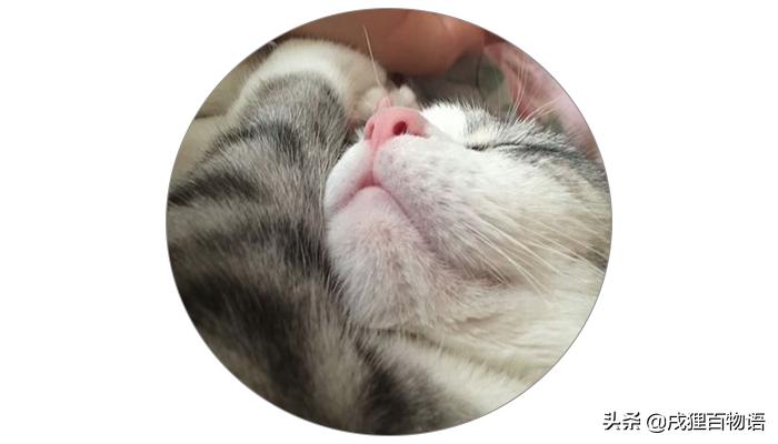 猫咪得了猫瘟治疗得多少钱,猫咪做完绝育得了猫瘟