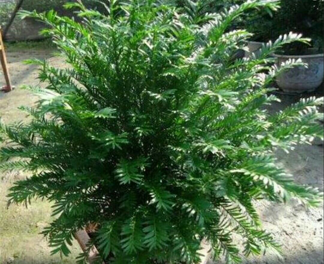 红豆杉黄叶干枝是怎么回事,红豆杉底部黄叶是什么原因