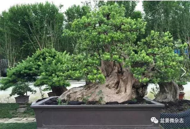 世界上最贵的盆景植物,最贵的一颗盆景