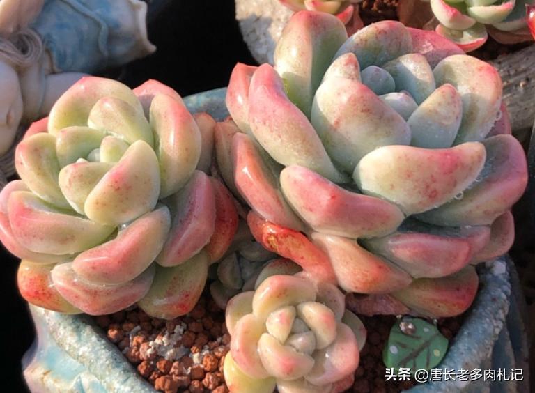 南方夏天闷热多肉,广州潮湿天气多肉怎么养