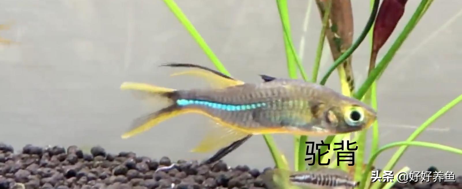 如何治疗鱼病不入坑,怎么治疗鱼病