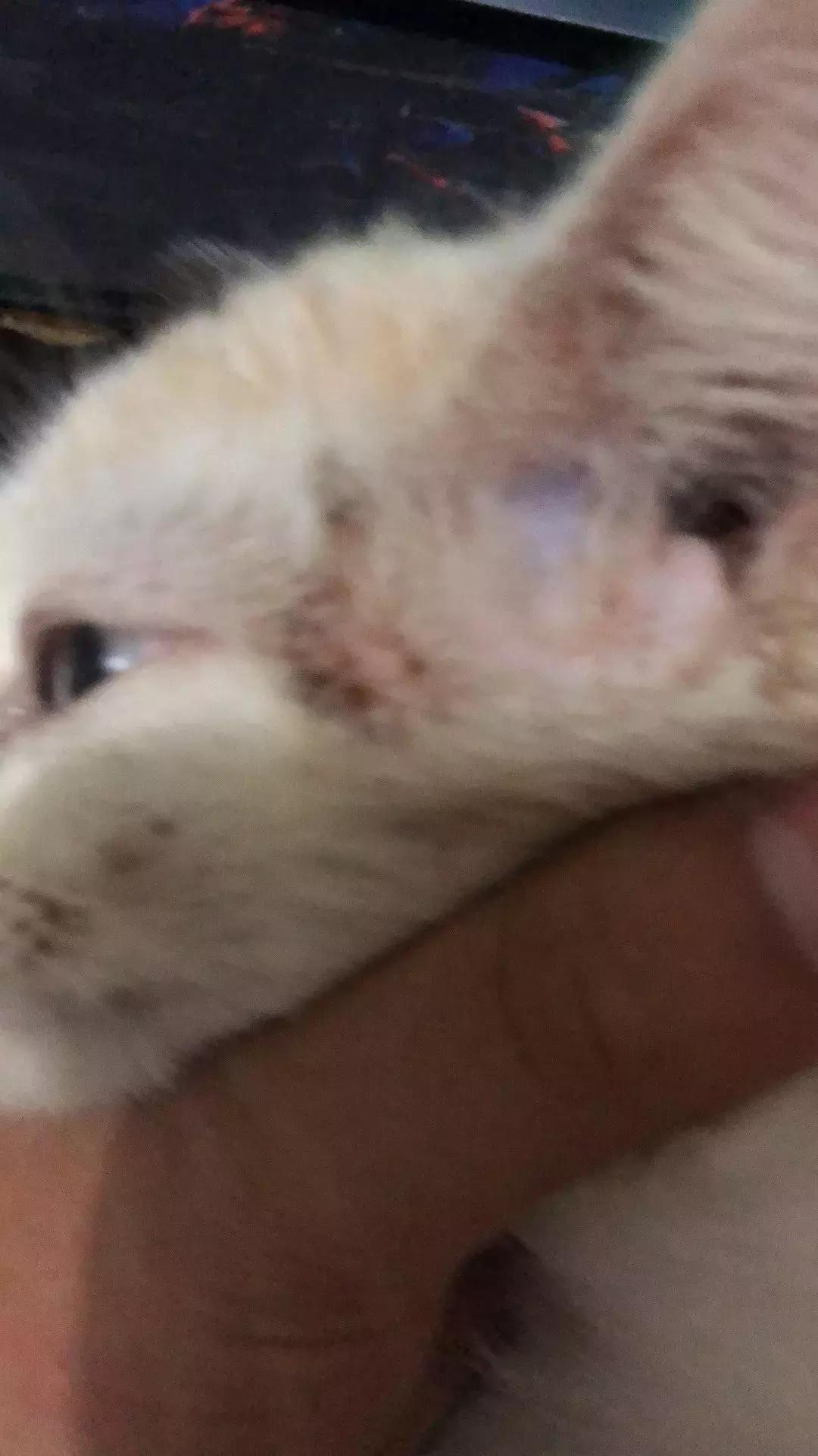 铲屎官把猫咪惹毛了,铲屎官得猫癣