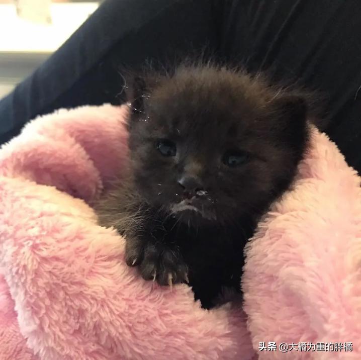 小猫被主人发现,小猫被主人发现就撒娇