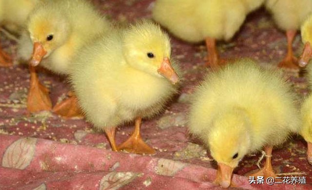 小鹅拉白粪喂什么药?鹅拉白色粪便怎么办?教你一招快速解决