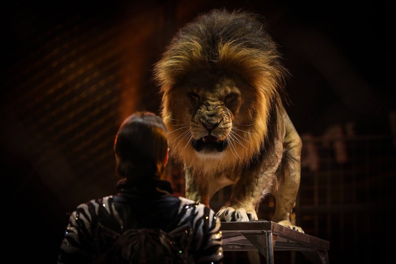 俄罗斯莫斯科大马戏票价,莫斯科大马戏完整视频