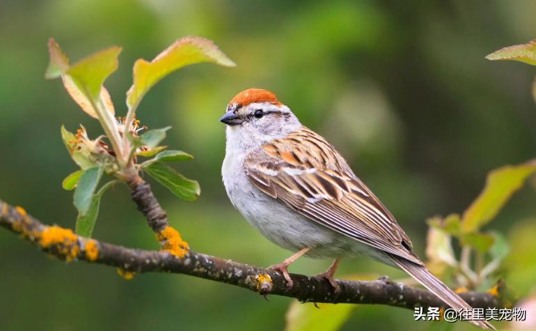 宠物鸟的饲养方法大全,养宠物鸟吃什么调理
