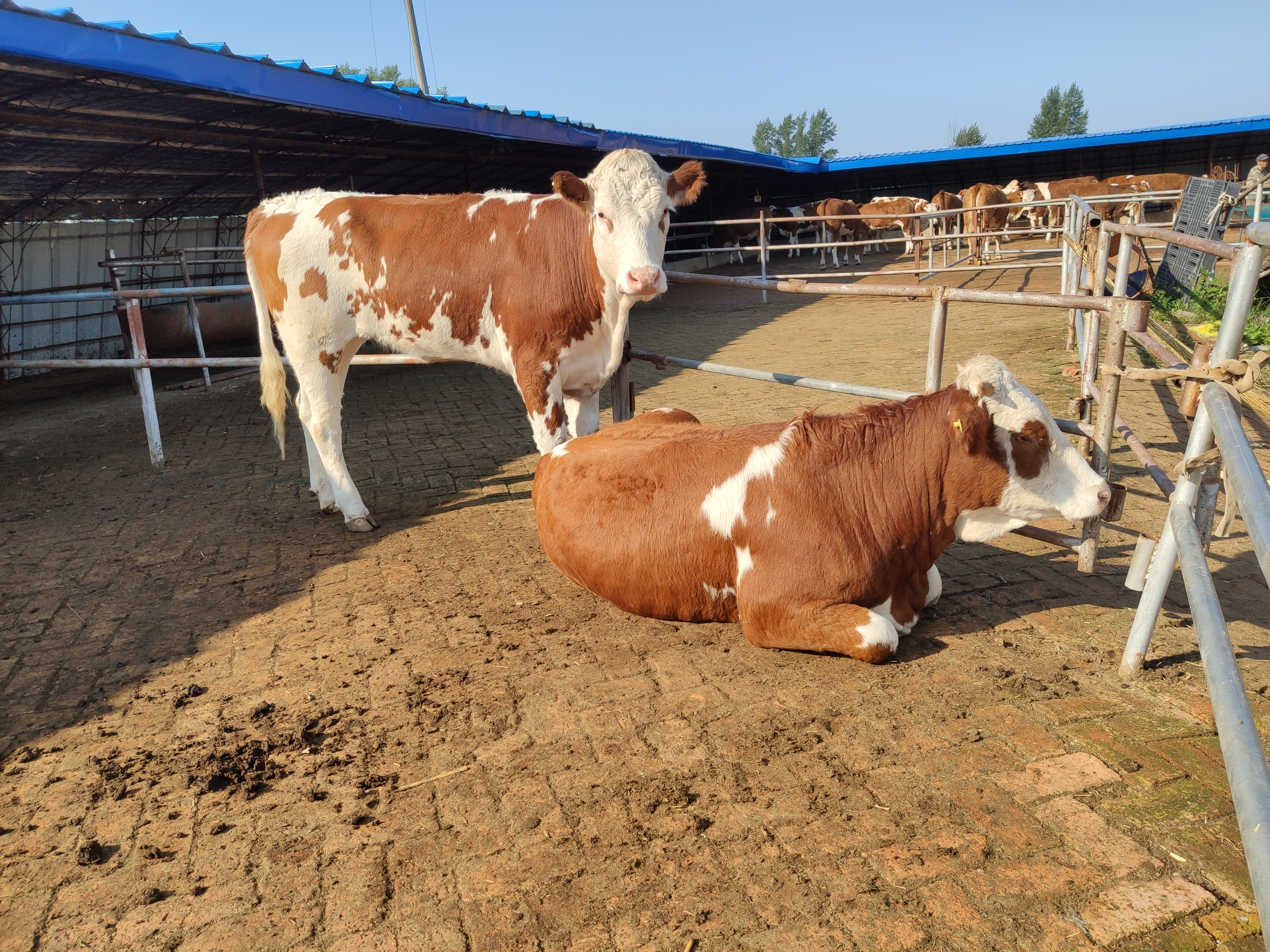 现在农村养牛前景怎样,现在养牛的发展现状是什么