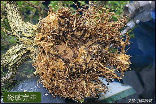 雀舌黄杨冬季掉叶,雀舌黄杨老叶枯萎掉落